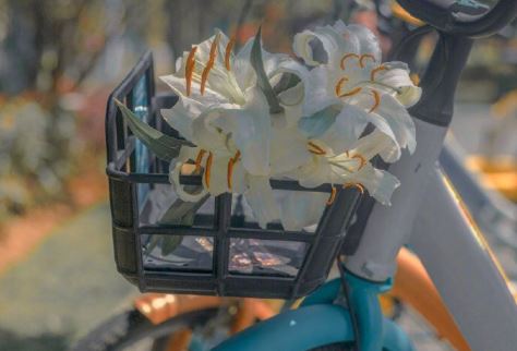 尖尖长嘴细细小腿,拖条大尾疑神疑鬼《打一个动物》