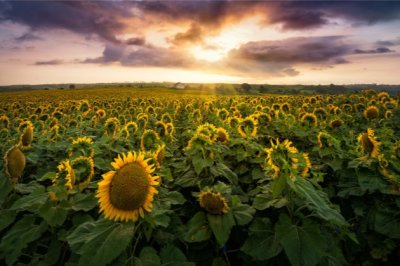 “却道天凉好个秋” 《福建籍运动员》