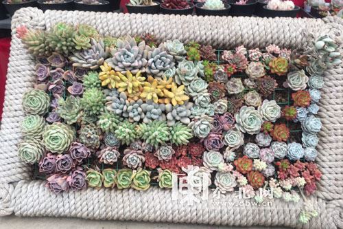 嫩蕊绽开细无声 《包装用语》
