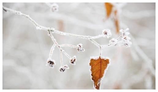 领导个个大腹便便 《五常》