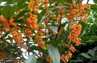 桃花源里可耕田《猜一中国地名》