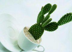 公安盘问假文凭来历　《猜五字电视剧》