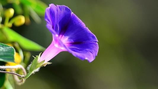 专营爆米花 《经济名词》
