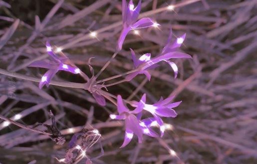 川中明月影成双_银盘闪闪鱼儿跃 《电信名词》