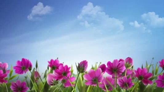 一岁一枯荣《猜一植物学词语》