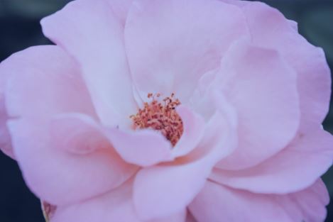 微开柴扉道半掩 《上海路名》