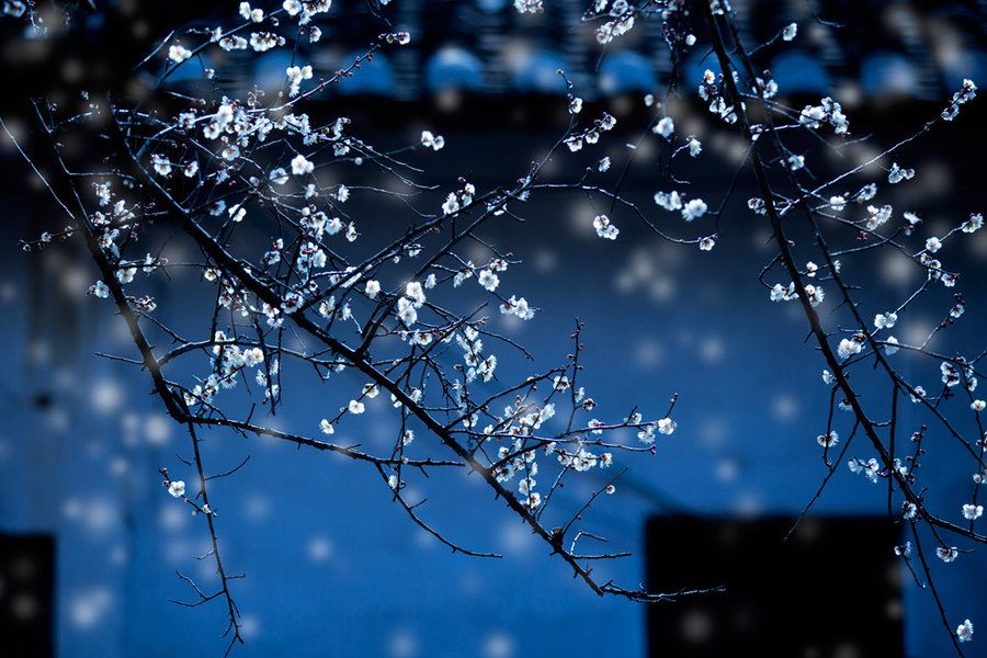 披件褂子去栽树 《十二画单字》