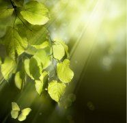 树碑立传 《古代文学作品一》