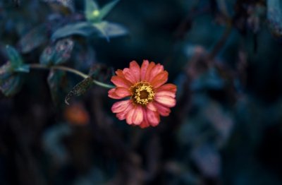 铁公鸡《猜一成语》