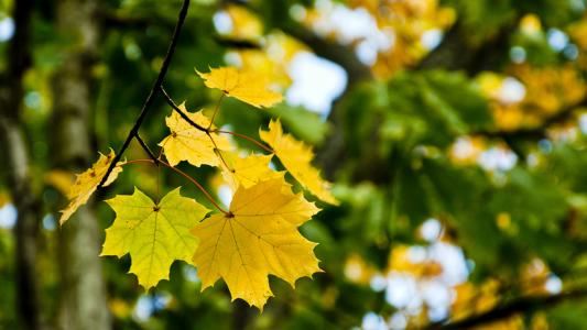 两行远树挂繁花_一泉清水融残雪 《西药》