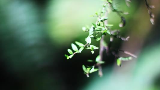 谁人懂得曲棍球 《《祁奚请免叔向》句》