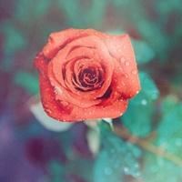 此战估计能获胜《猜一数学词语》