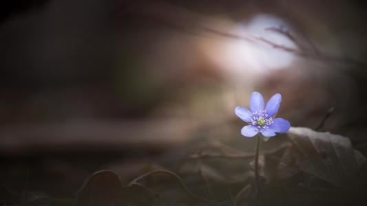 “先生有道出羲皇_先生有才过屈宋” 《歌手》