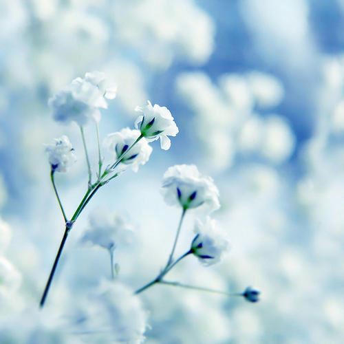 蜜蜂蝴蝶各上下 《十二画单字》
