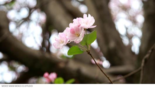 绿色精灵小怪物,踏上救美的旅途《打一个卡通人物》
