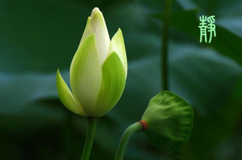 耳朵长_尾巴短-只吃菜_不吃饭-《猜一动物》