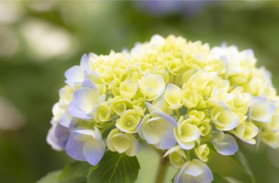 二八佳人《猜一动物名》