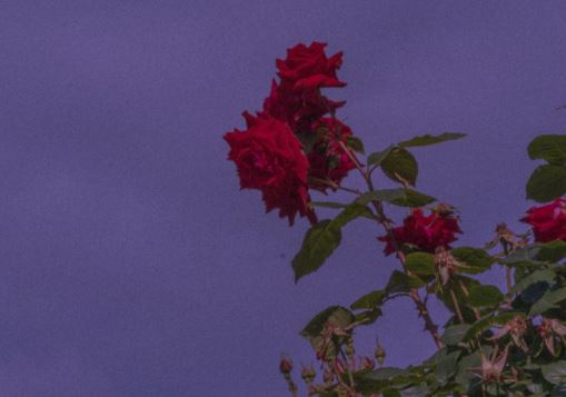 酒醒时分常后悔《猜一动物名》