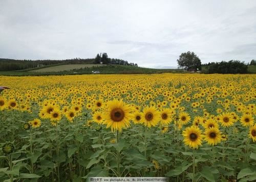 “阿哥_那雌虎正盯着你老婆-”　《猜泊号连泊人》