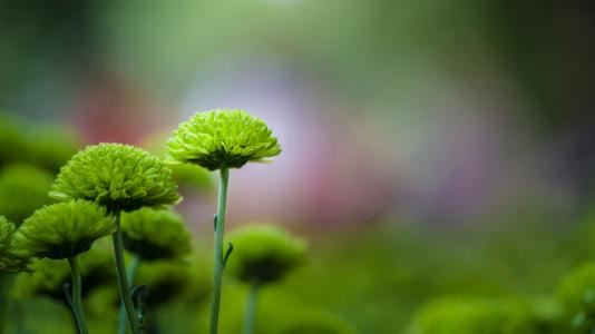 屡屡苦读为远志 《数学名词》