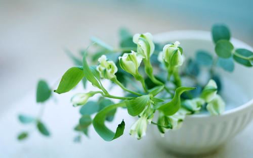 未到重放时节《猜一动物名》