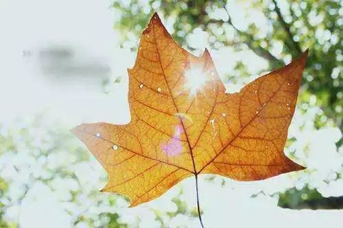 百岁老人《猜一植物学词语》