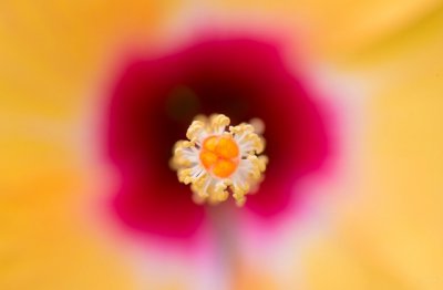 鸵鸟钻土《猜一成语》