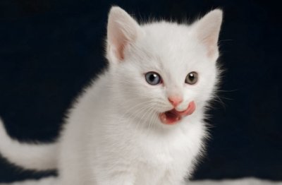 古《猜一体育词语》