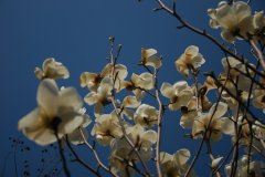 寨头寨尾鸿鸟飞　《猜泊人》