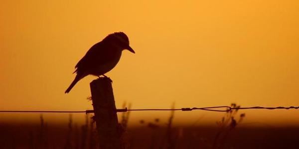 桃花依户月影残 《十三画单字》