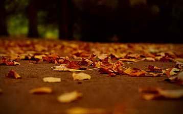 池影疏梅影也虚《猜一植物学词语》