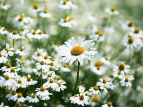 调往海外　《猜金庸小说人物》