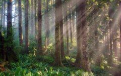 《婚礼》、《小花》 《骊珠》