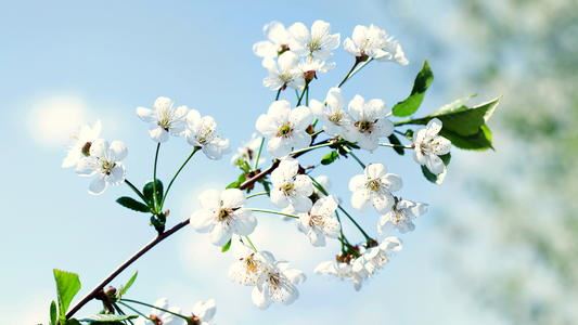 长生要记九点 《西药名》