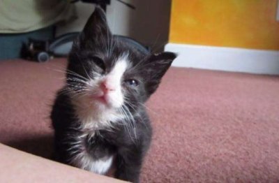 祝寿·卷帘格《猜一植物学词语》