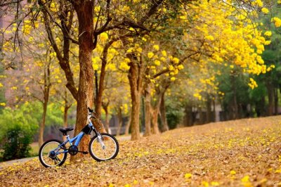村头有口清水泉　《猜水果》