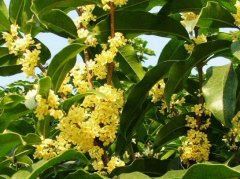 担心无法同处　《猜成语》