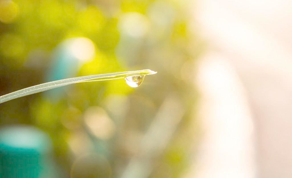 毛头毛脑确不同,爱吃果子乐无穷,若是见他太顽皮,打他屁股红又红《打一个动物》