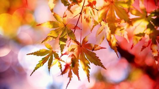 春色遍布亚非拉 《环保词语一》