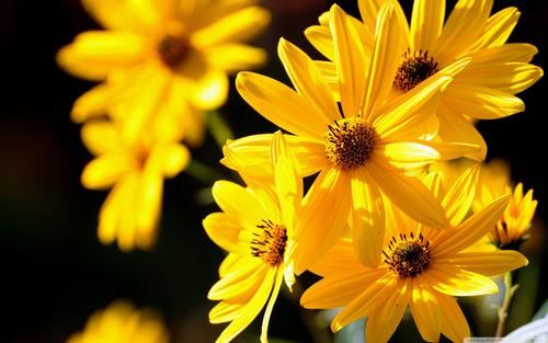 展览会缺讲解 《京剧演员》