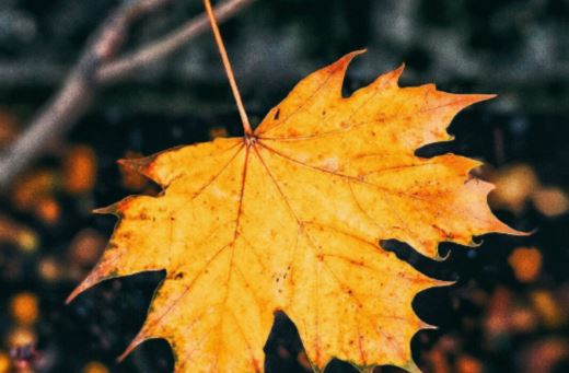 头悬梁_锥刺骨《猜一植物学词语》